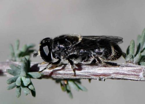 Eumerus obliquus
